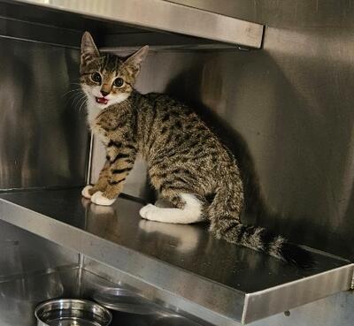 Found Tabby Kitten 