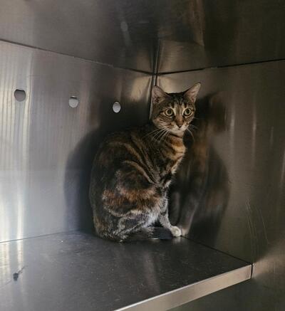 Found Tabby Cat 