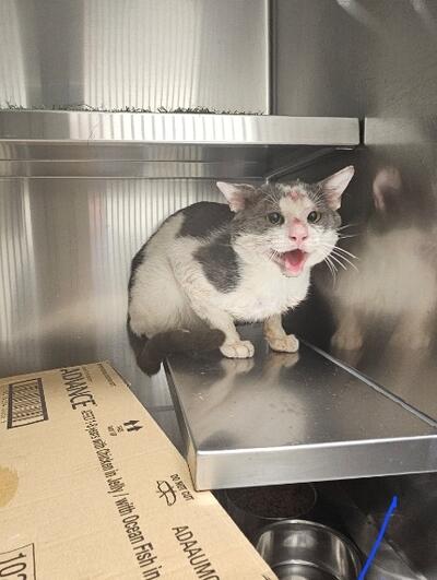 Found White and Grey Cat 