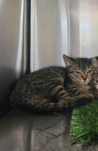 Found Tabby Kitten 