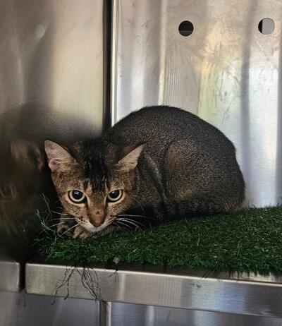 Found Tabby Cat 