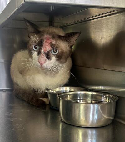 Found Cat