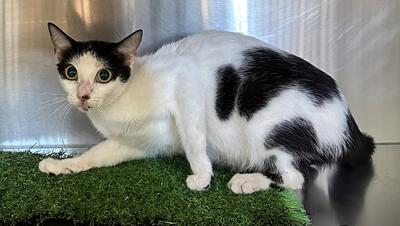 Found Black & White Cat