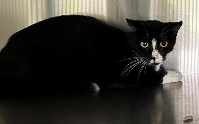 Found Black & White Cat