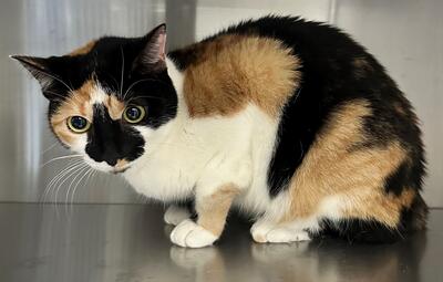 Found Calico Cat
