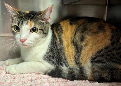 Found Calico Cat
