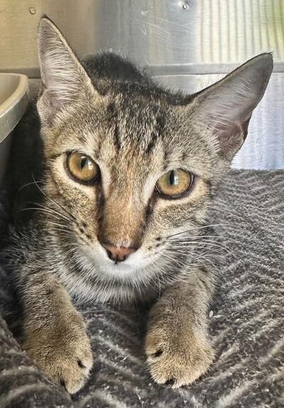 Found Tabby & White Kitten