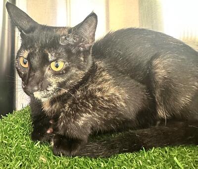 Found Tortoiseshell Kitten