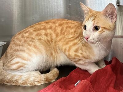 Found Ginger & White Cat