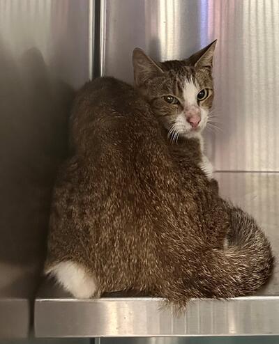 Found Tabby & White Cat