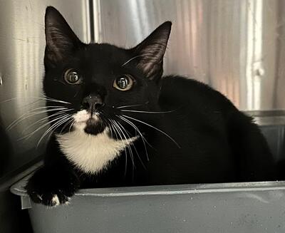 Found Black & White Cat