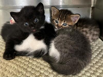 Found Kittens