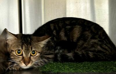 Tabby Cat