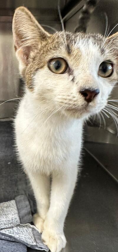 Found Tabby & White Kitten