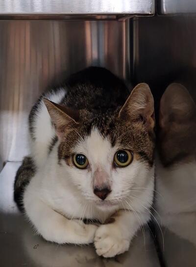 Found Tabby & White Cat