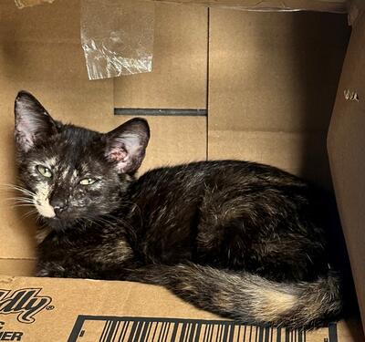Found Tortoiseshell Kitten