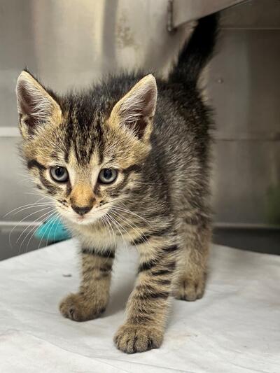 Found Tabby Kitten