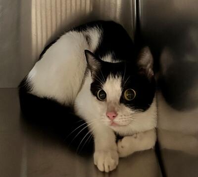 Found Black & White Cat