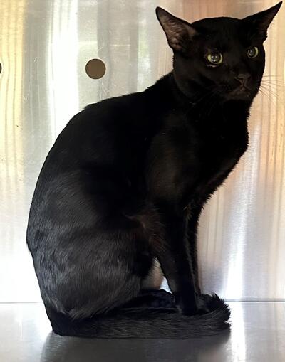 Found Black Cat