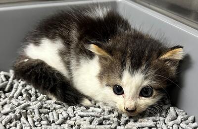 Found Tabby & White Kitten