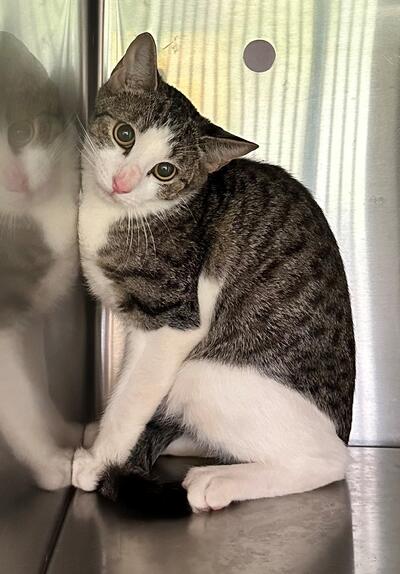 Found Tabby & White Cat