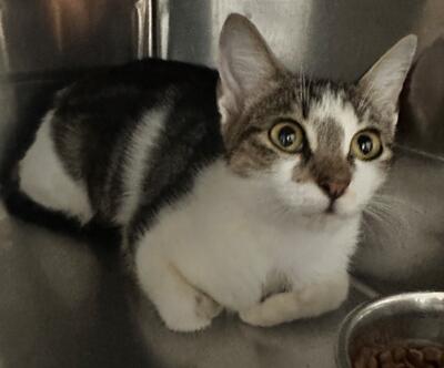 Found Tabby & White Cat