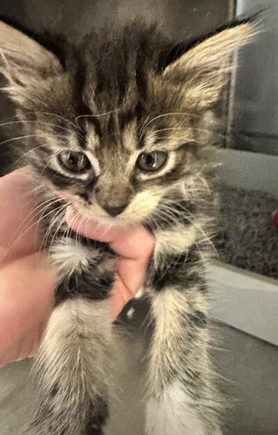 Found Tabby Kitten