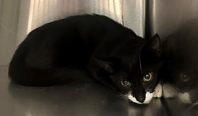 Found Black & White Cat