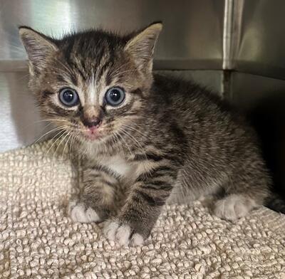 Found Tabby & White Kitten