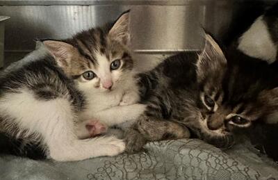Found Tabby & Tabby & White Kitten
