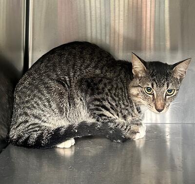 Found Tabby & White Cat