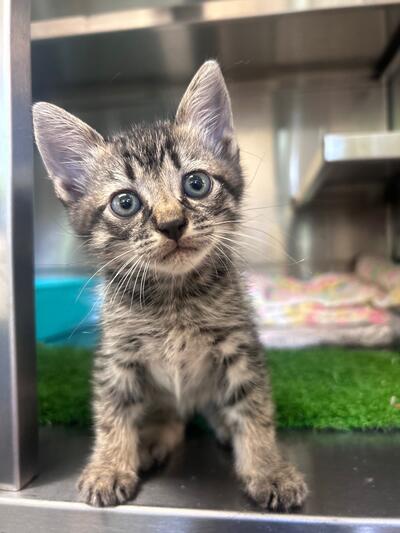 Tabby kitten - C414
