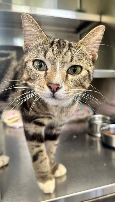 Found Tabby & White Cat