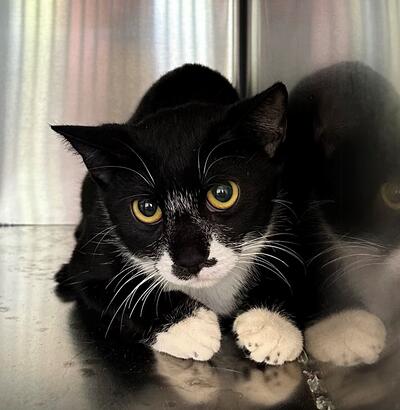 Found Black & White Cat