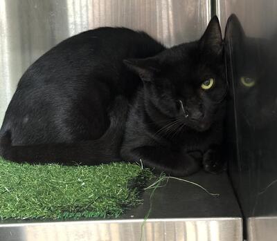 Found Cat