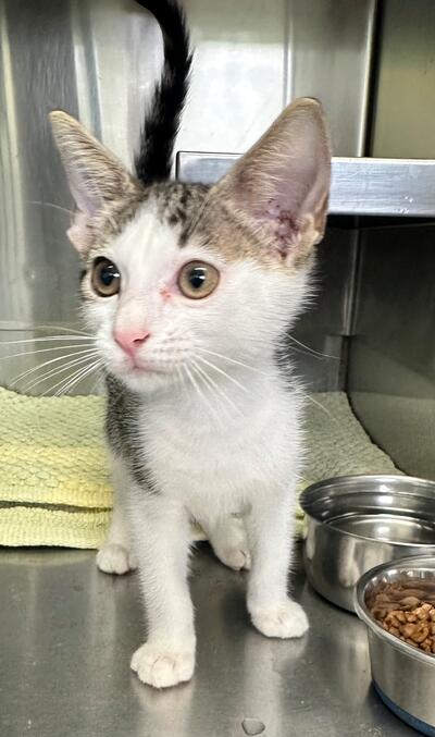 Found Tabby & White Kitten