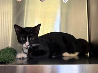 Found Domestic Short Hair