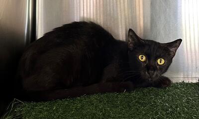 Found Black Cat
