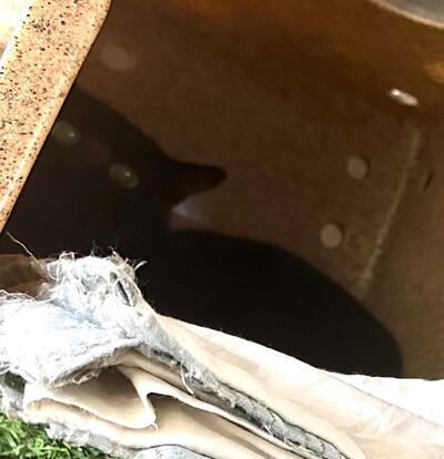 Found Cat