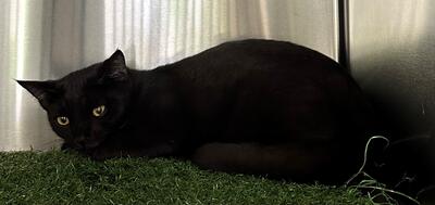 Found Black Cat