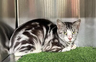 Found Grey Tabby Cat