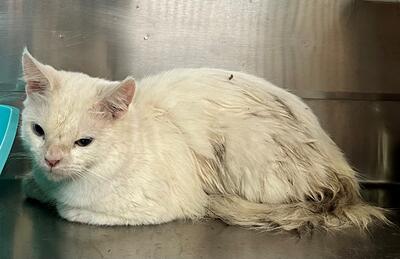 Found White Cat