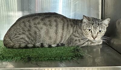 Found Tabby Cat