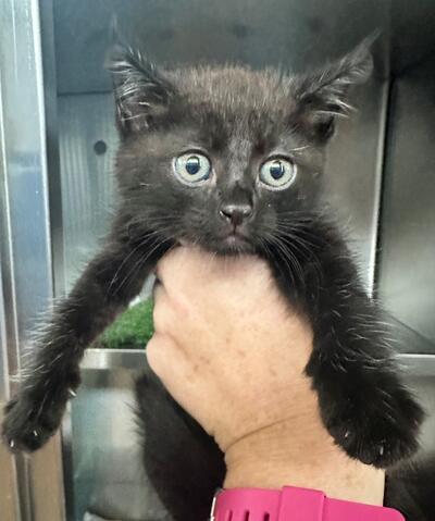 Found Black Kitten