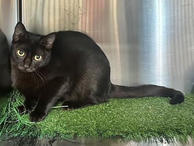 Found Black Kitten