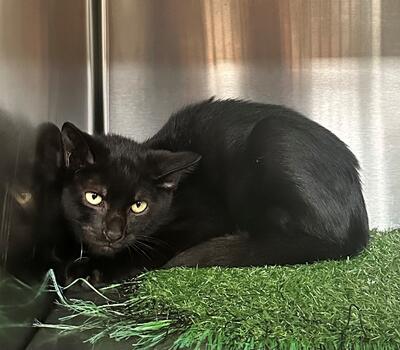 Found Black Kitten