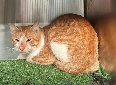 Found Ginger & White Cat