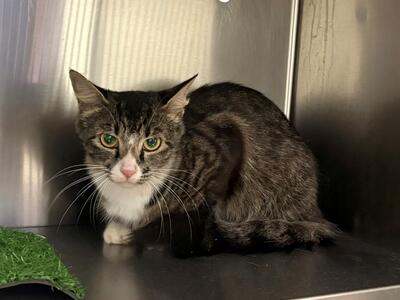 Found Domestic Short Hair