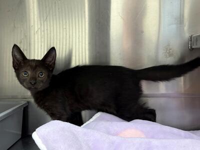 Found Domestic Short Hair