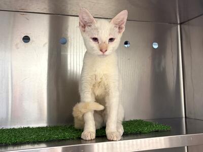 Found Domestic Short Hair